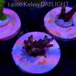 Acropora JMC PINK DREAM (20.03.2025) L1-III-25  3cm
