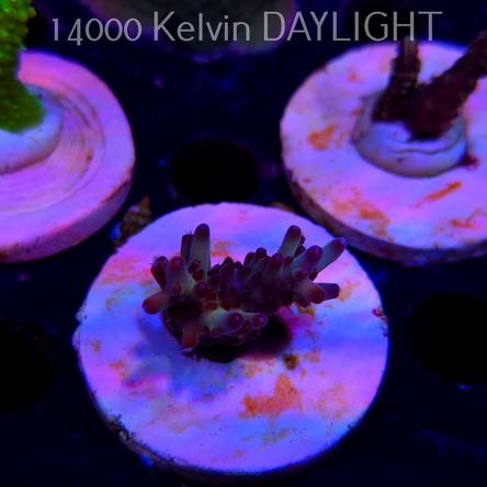 Acropora JMC PINK DREAM (20.03.2025) L1-III-25  3cm