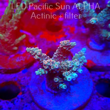 Acropora Jason Fox's KAZMIKAZE Acro (02.02.2025) L3-III-23  6cm