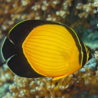 Chaetodon melapterus (ARABIAN BUTTERFLY)  6cm RED SEA
