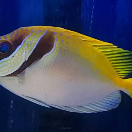 Siganus virgatus 15 cm (Double-Barred Rabbitfish)
