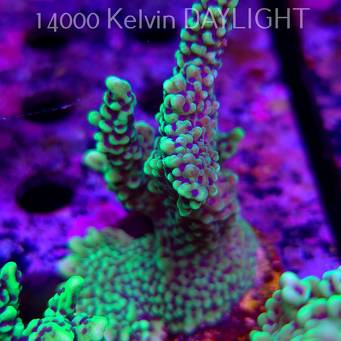 Montipora peltiformis (18.05.2025)  9cm