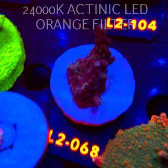 Acropora sp. PREMIUM AUSTRALIA (14.08.2026) L2-068  4cm