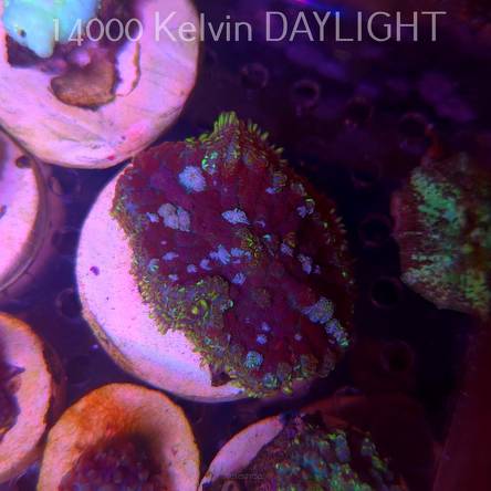 Rhodactis WWC OG Bounce Mushroom (05.03.2025)  5cm