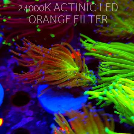 Euphyllia glabrescens TG TOXIC JOKER TORCH (01.09.2026) KR-170