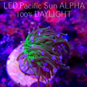 Euphyllia glabrescens TG TOXIC JOKER TORCH (03.11.2024)