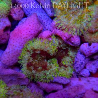 Stichodactyla TAPETUM Mini-Maxi Carpet Anemone YELLOW-RED (01.06.2025)  4cm