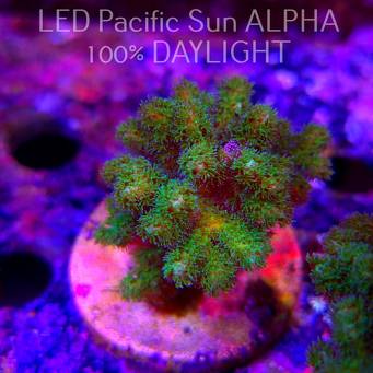 Pocillopora damicornis NEON GREEN (23.01.2025)  7cm