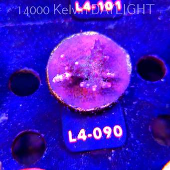Acropora sp. PREMIUM AUSTRALIA (20.05.2026) L4-090  5cm