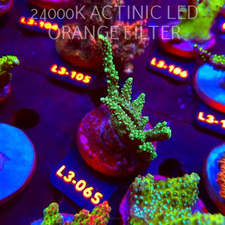 Acropora sp. AUSTRALIA (11.09.2026) L3-065  7cm