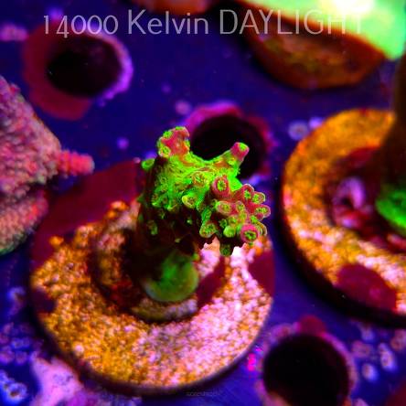 Acropora JMC SIGNATURE ABRO PRIV ACRO (08.04.2025) MM6-I-7  5cm