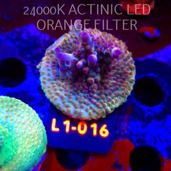 Acropora JMC PINK DREAM (16.03.2026) L1-016  6cm