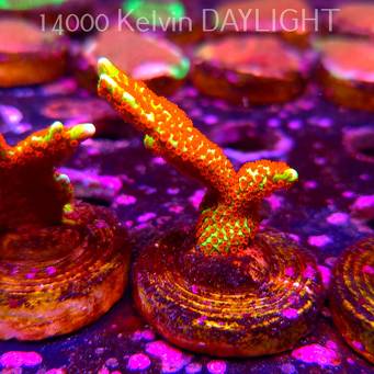 Montipora samarensis BUBBLEGUM (06.04.2025) MM6-III-13  4cm