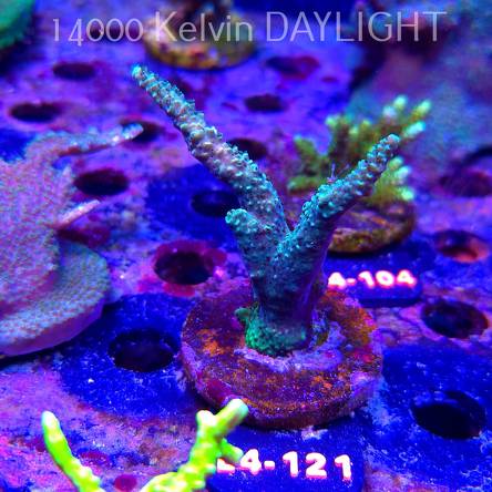 Acropora sp. AUSTRALIA  (07.01.2026) L4-121  8cm