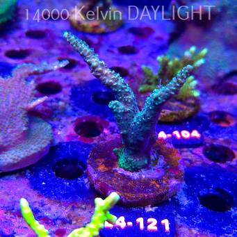 Acropora sp. AUSTRALIA  (07.01.2026) L4-121  8cm