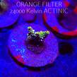 Acropora JMC YELLOW SPECIAL (21.06.2025) L4-II-27  3cm