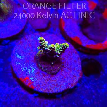 Acropora JMC YELLOW SPECIAL (21.06.2025) L4-II-27  3cm