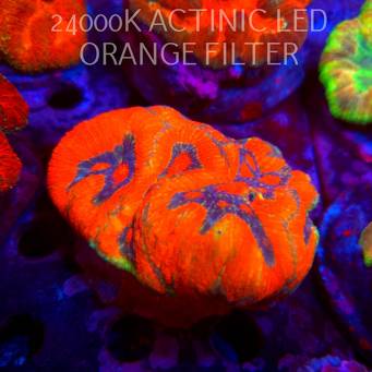 Australophyllia (Symphyllia) Wilsoni RAINBOW (02.10.2026)  11cm