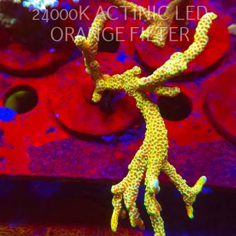 Montipora samarensis BUBBLEGUM (06.11.2025) MM1-II-28  12cm