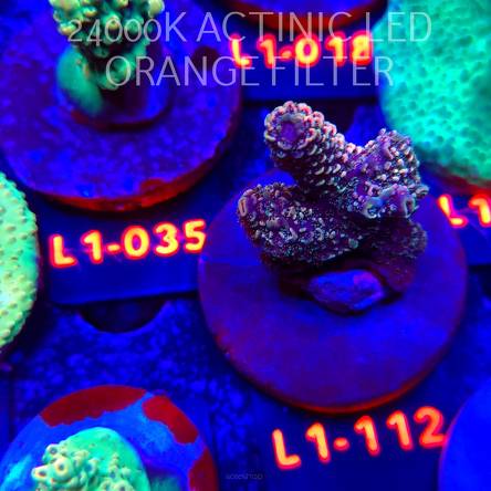 Acropora JMC RAINBOW PRINCESS (11.10.2025) L1-112  3cm