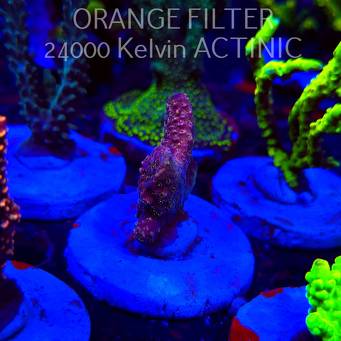 Acropora sp. AUSTRALIA  (20.03.2025) L1-III-18  5cm