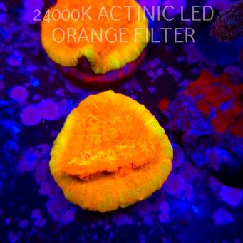 Echinophyllia GOLD Rush Chalice (15.01.2026) H3  3cm