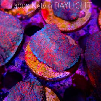 Echinophyllia Lava Rush Chalice (18.05.2025)  4cm