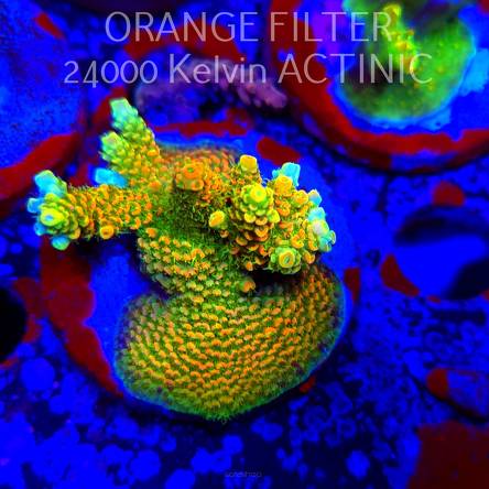 Acropora MILLEPORA SUNSET  (24.05.2025) L2-III-31  5cm