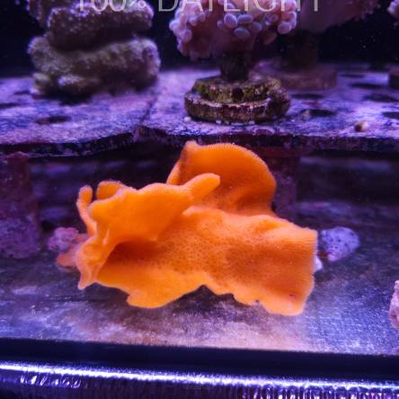 Cinachyra alloclada Orange Fan Sponge (01.07.2024)