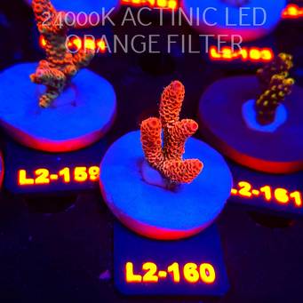 Acropora MILLEPORA ORANGE FUSION (14.08.2026) L2-160  4cm