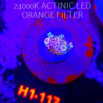 Acropora MILLEPORA RAINBOW (04.02.2026) H1-117  4cm