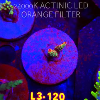 Acropora FOREST FIRE (04.01.2026) L3-120  3cm