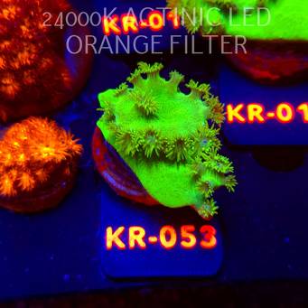 Turbinaria peltata TOXIC GREEN (07.12.2025) KR-053  4cm