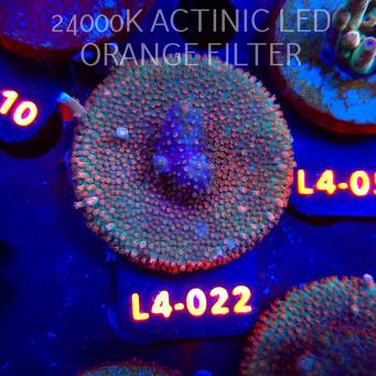 Acropora sp. PREMIUM AUSTRALIA (06.01.2026) L4-022  5cm