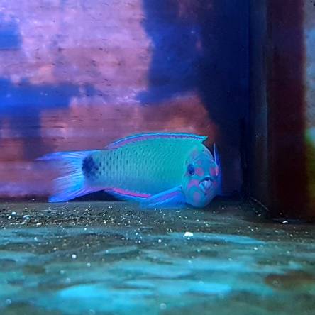 Thalassoma lunare rozmiar 7-8 cm
