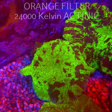  Discosoma ELECTUS JAWBREAKER (03.06.2025)  6cm
