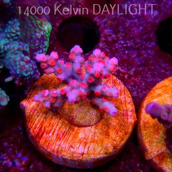 Cyphastrea decadia JF PINK BRANCHING (08.05.2025) MM1-II-13  2cm