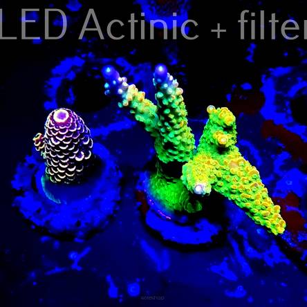  Acropora RR RAINBOW LOOM (04.01.2022) MM3-II-2  7cm