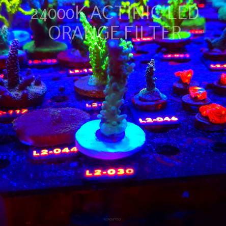 Acropora sp. AUSTRALIA (18.03.2026) L2-030  9cm