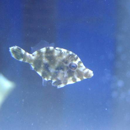Acreichthys tomentosus TANK BRED  5cm