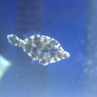 Acreichthys tomentosus TANK BRED  5cm