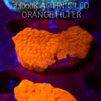 Leptoseris foliosa GOLD (08.11.2025) MM1-I-38  5cm