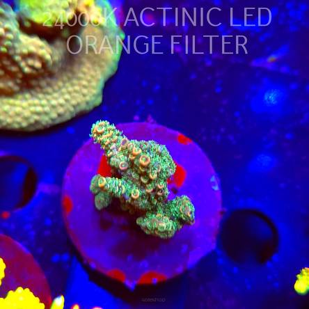 Acropora millepora CLOCKWORK ORANGE (19.03.2026) L2-068  5cm