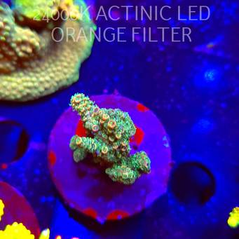 Acropora millepora CLOCKWORK ORANGE (19.03.2026) L2-068  5cm