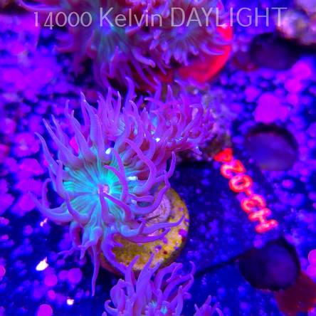 Duncanopsammia axifuga (15.01.2026) H3-024  2P