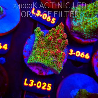 Acropora HYACINTHUS RED PLANET (10.09.2026) L3-025  5cm