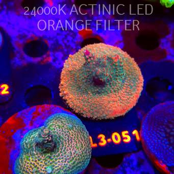 Acropora sp. PREMIUM AUSTRALIA (05.01.2026) L3-051  5cm