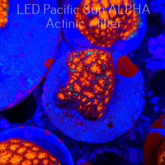 Leptastrea pruinosa ORANGE (22.01.2025)  4cm