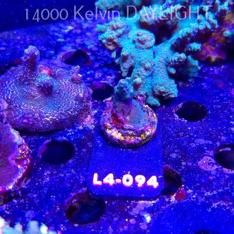 Acropora sp. AUSTRALIA  (07.01.2026) L4-094  2cm