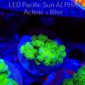 Pocillopora verrucosa YELLOW FLUO (22.01.2025)  5cm